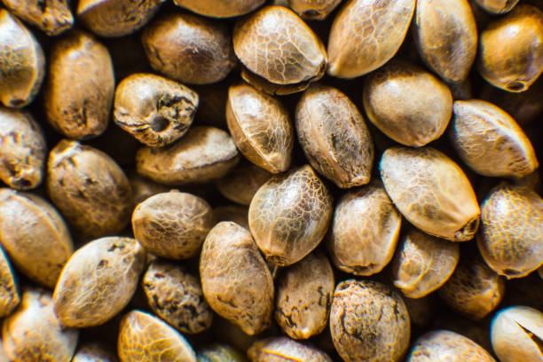 Natural  Hemp Seeds